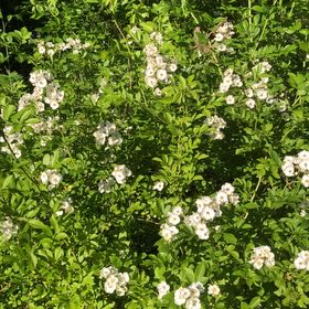 Photo of the plant species Multiflora Rose by @StarTreespurge named Coco on Greg, the plant care app