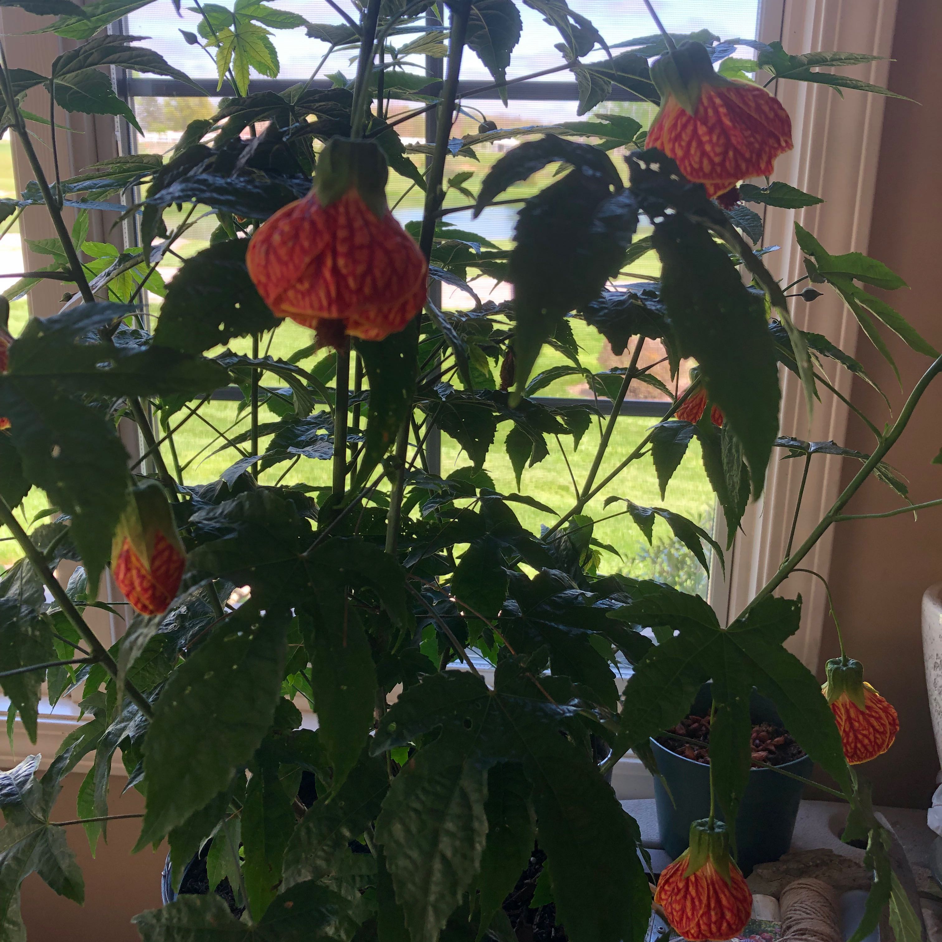 Photo of the plant species Redvein Abutilon by @StarTreespurge named Hamilton on Greg, the plant care app