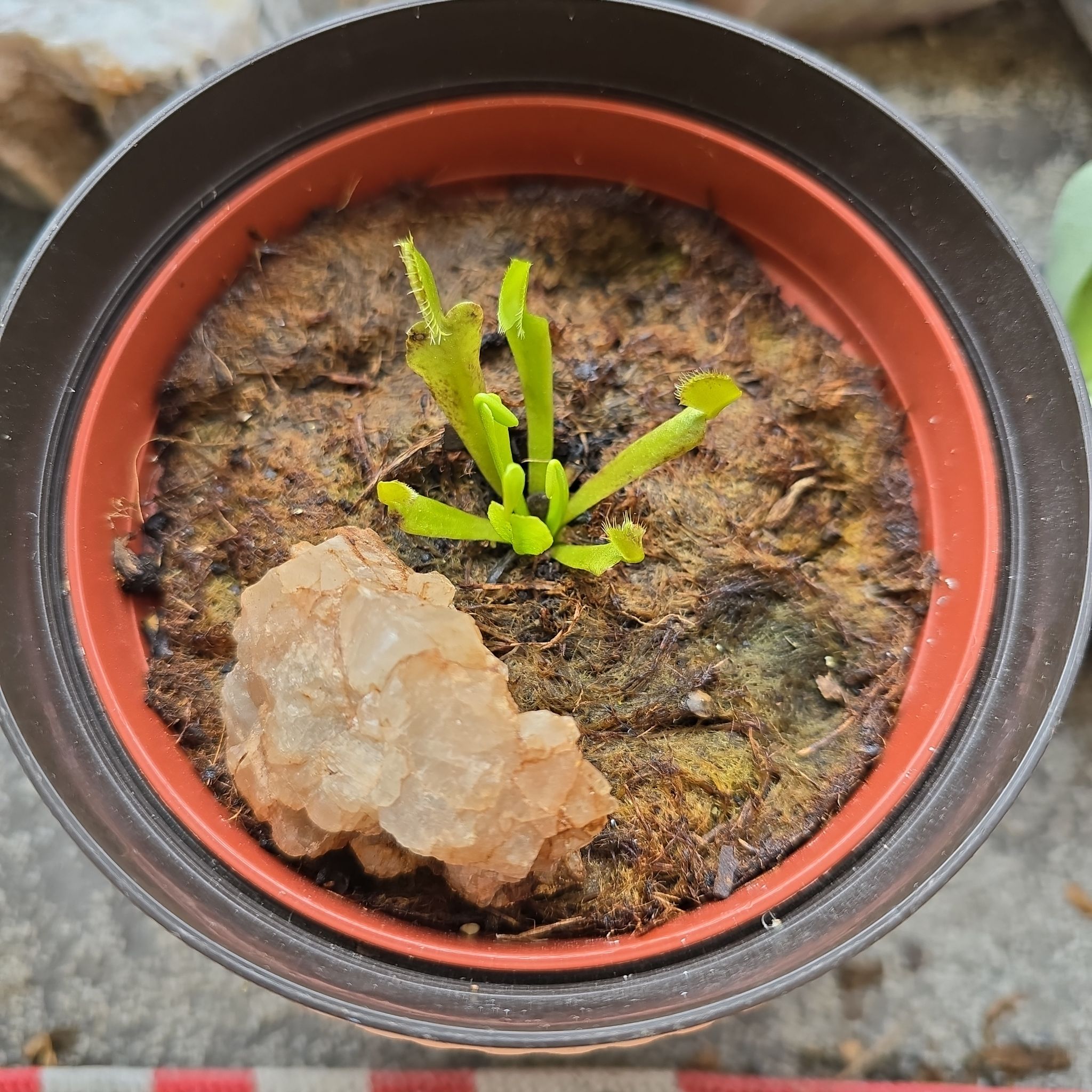 Photo of the plant species Venus Fly Trap (Gremlin) by @RadSenitacactus named Dolores on Greg, the plant care app
