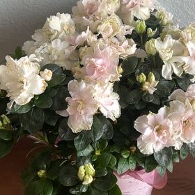 Photo of the plant species Azalea by @HeadWildcabbage named Marley on Greg, the plant care app