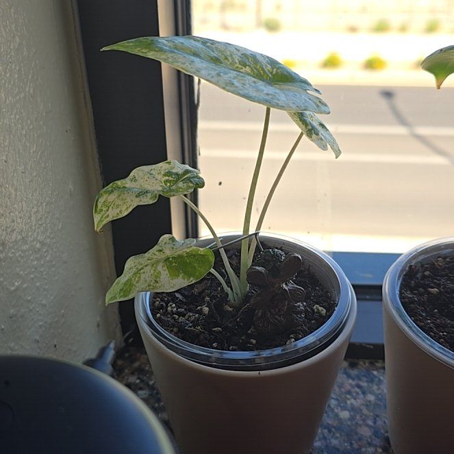 Photo of the plant species Alocacia Macrorrhiza Variegeta by @GladSilverspot named Keanu Leaves on Greg, the plant care app
