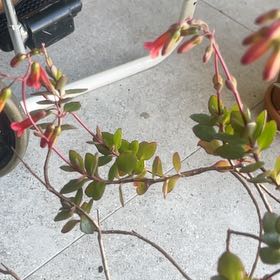 Photo of the plant species Eccremocarpus Scaber by @WarmTiffanyrose named Sonora on Greg, the plant care app