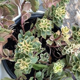Photo of the plant species Sedum Atlantis Variegated by @BeefyFirebush named Robert Plant on Greg, the plant care app