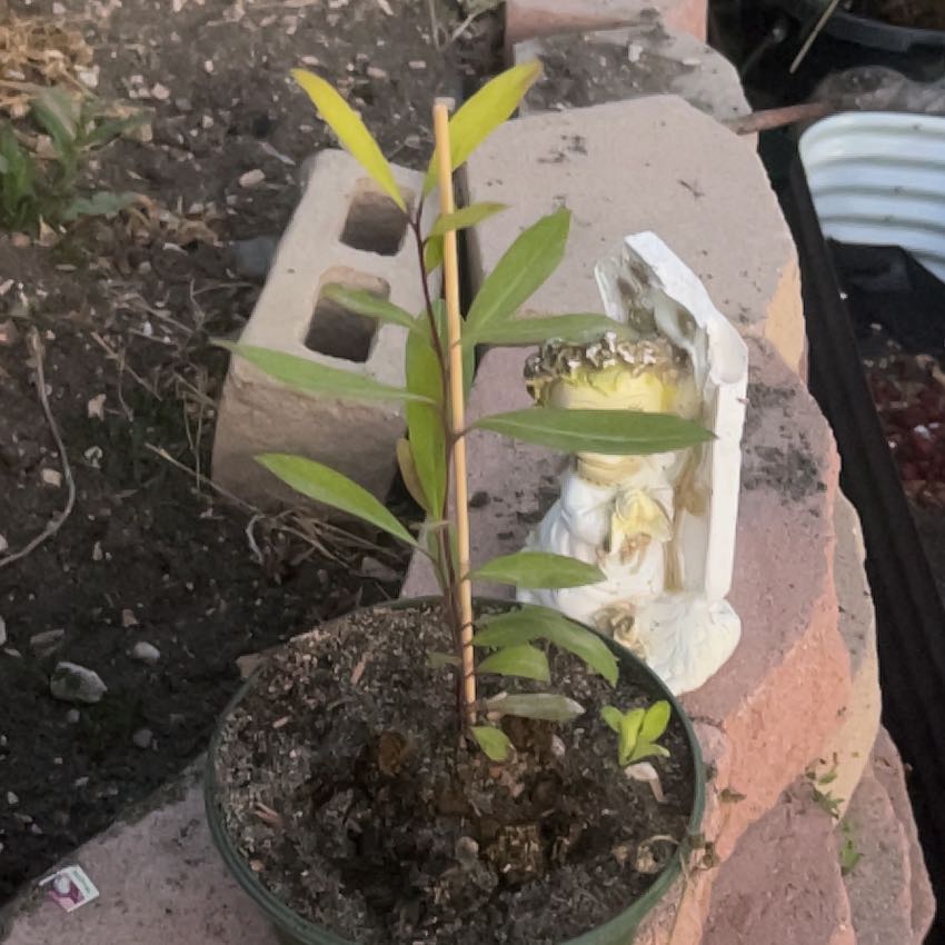 Photo of the plant species yerba mate by @PiousPoisonbean named Yerba on Greg, the plant care app