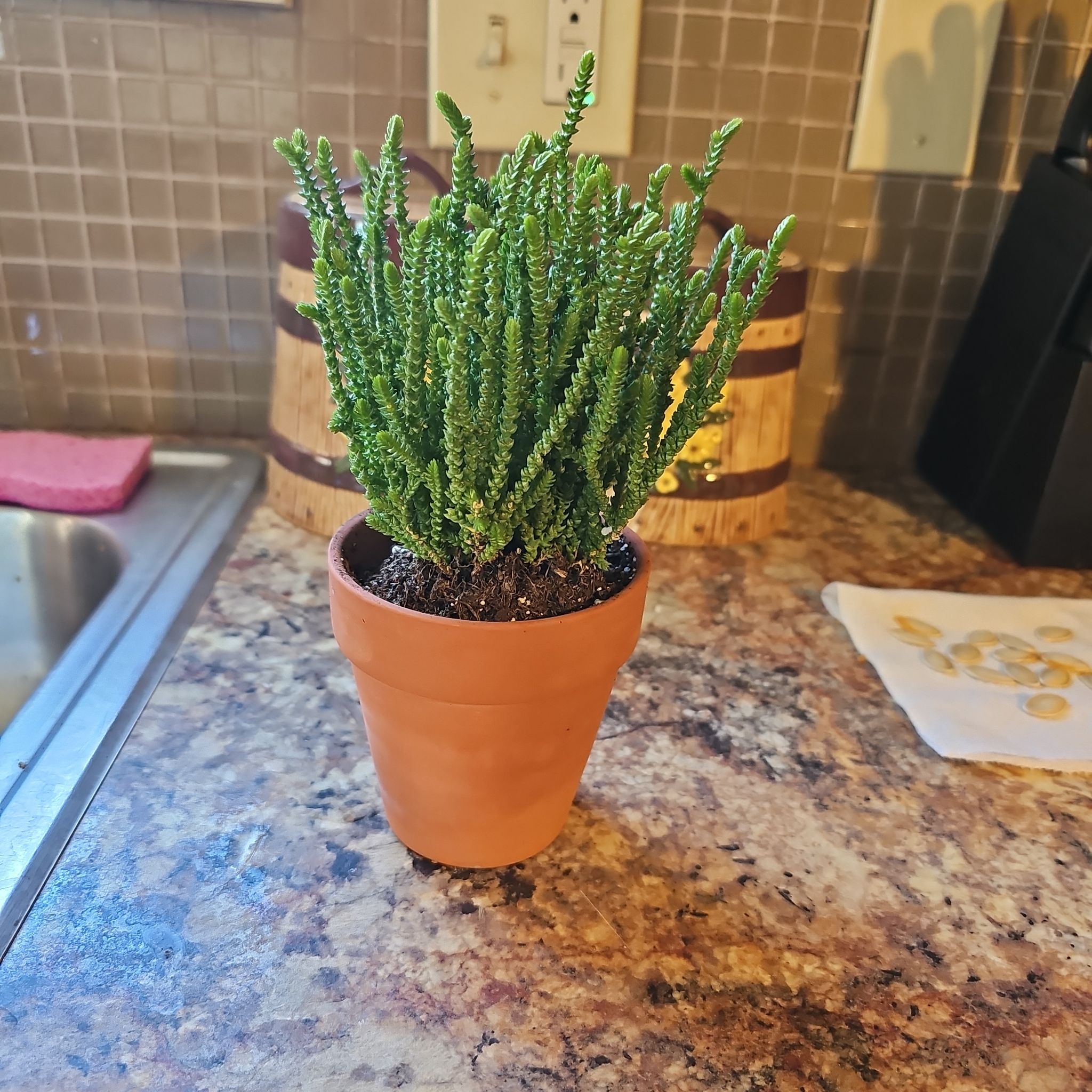 Watch chain succulent