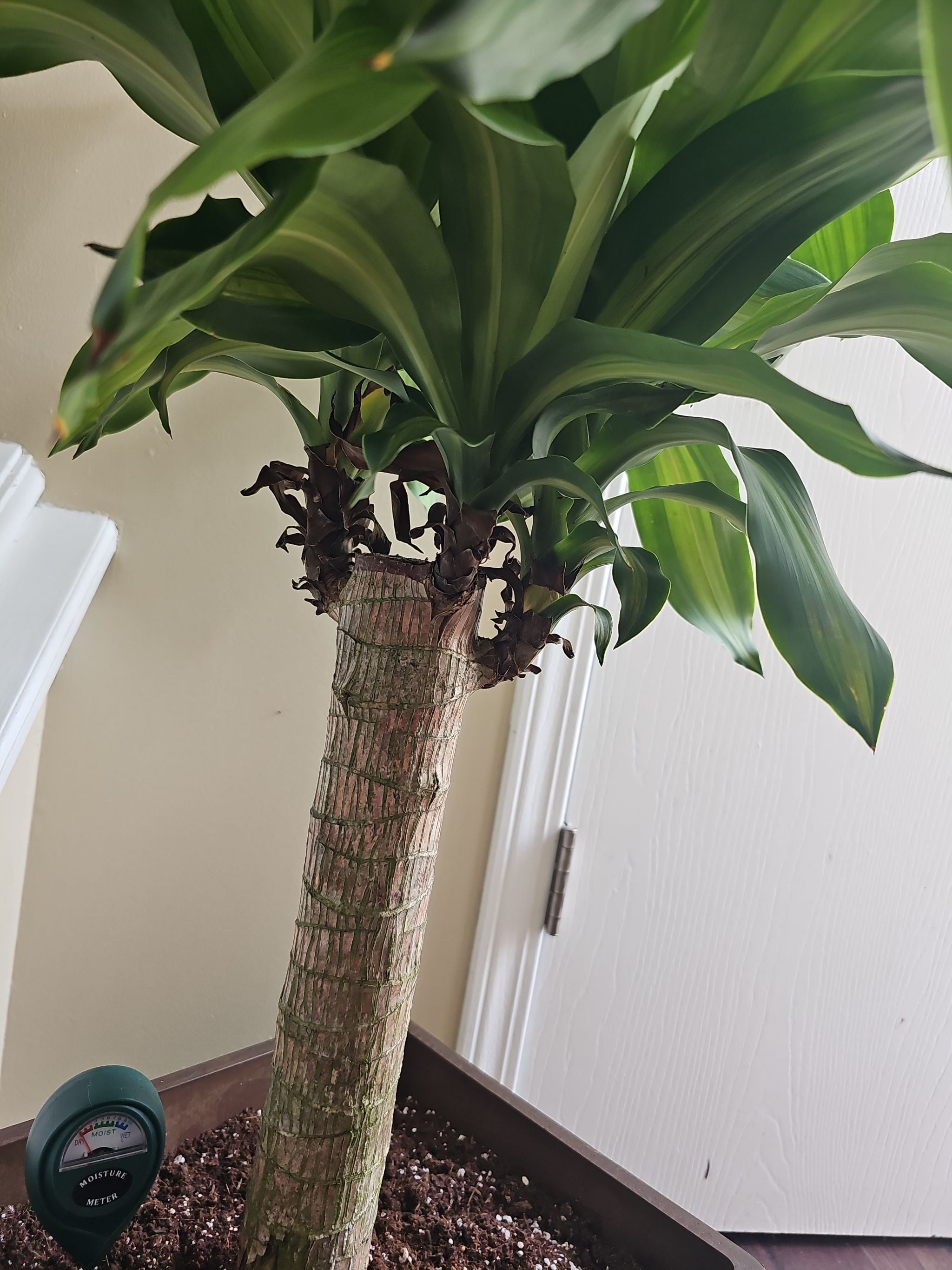 Top 4 Pot Options to Make Your Corn Plant Thrive 🪴