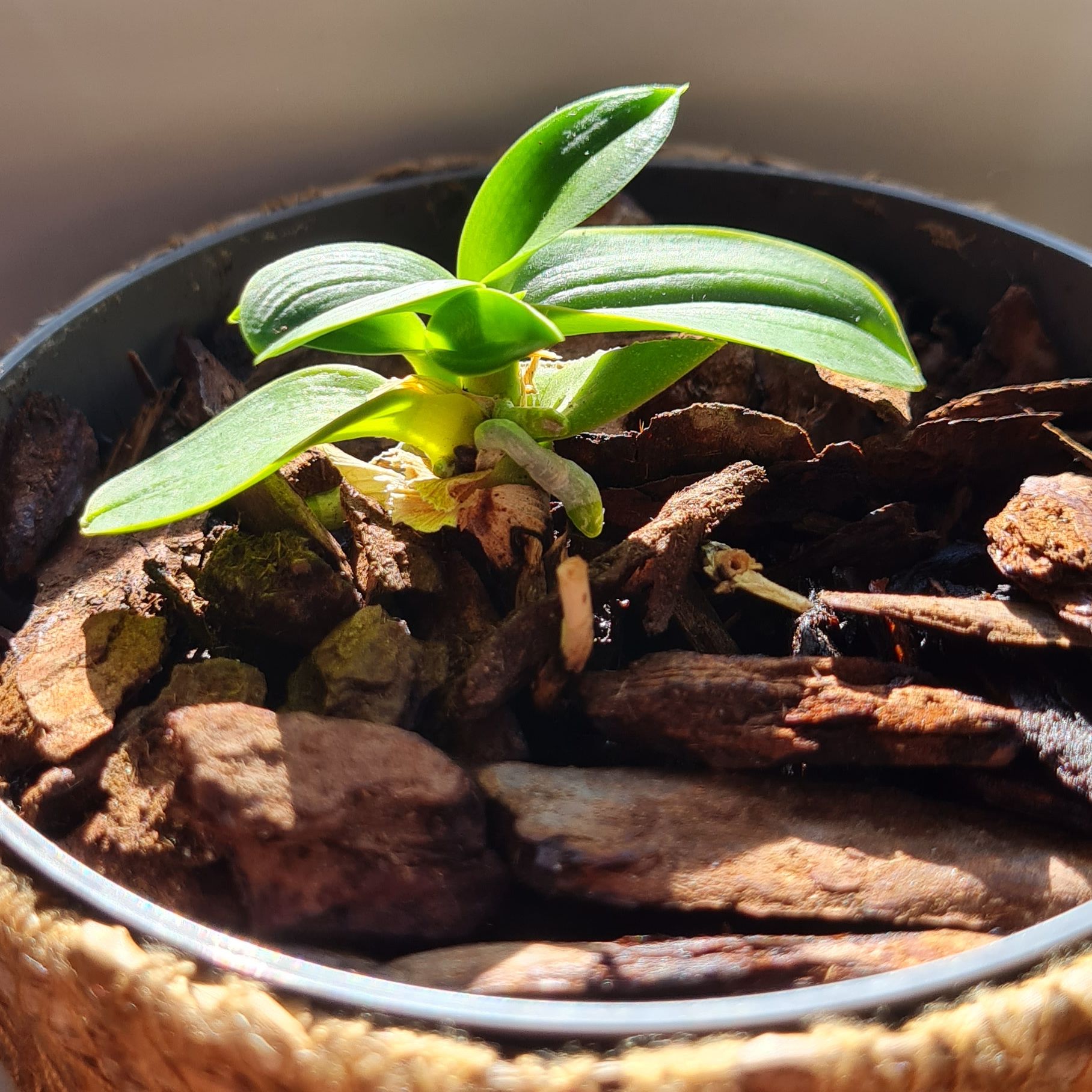 Photo of the plant species White Apple Moth Orchid by @HeadHornedpansy named lily on Greg, the plant care app