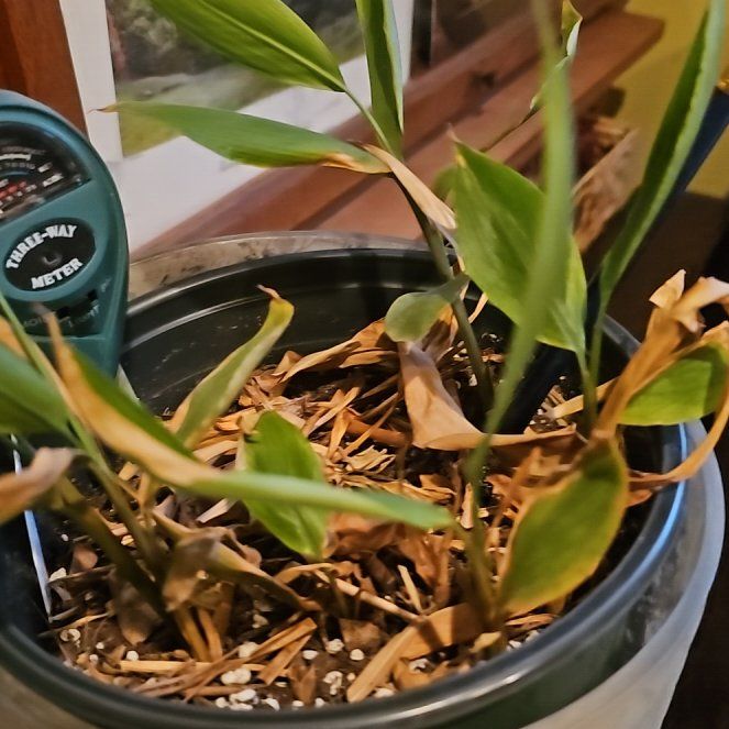 Photo of the plant species Elettaria Cardamomum by @YeahScolochloa named Sherlock on Greg, the plant care app