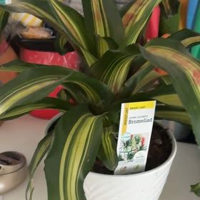 Photo of the plant species Bromeliad Medusa by @WiredWoodspurge named Darwin on Greg, the plant care app