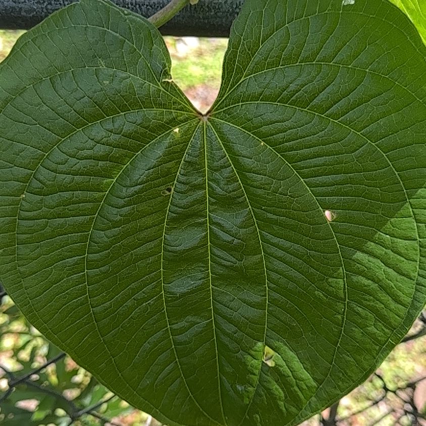 Close-up of a healthy Air Potato leaf with prominent veins and a few small holes.