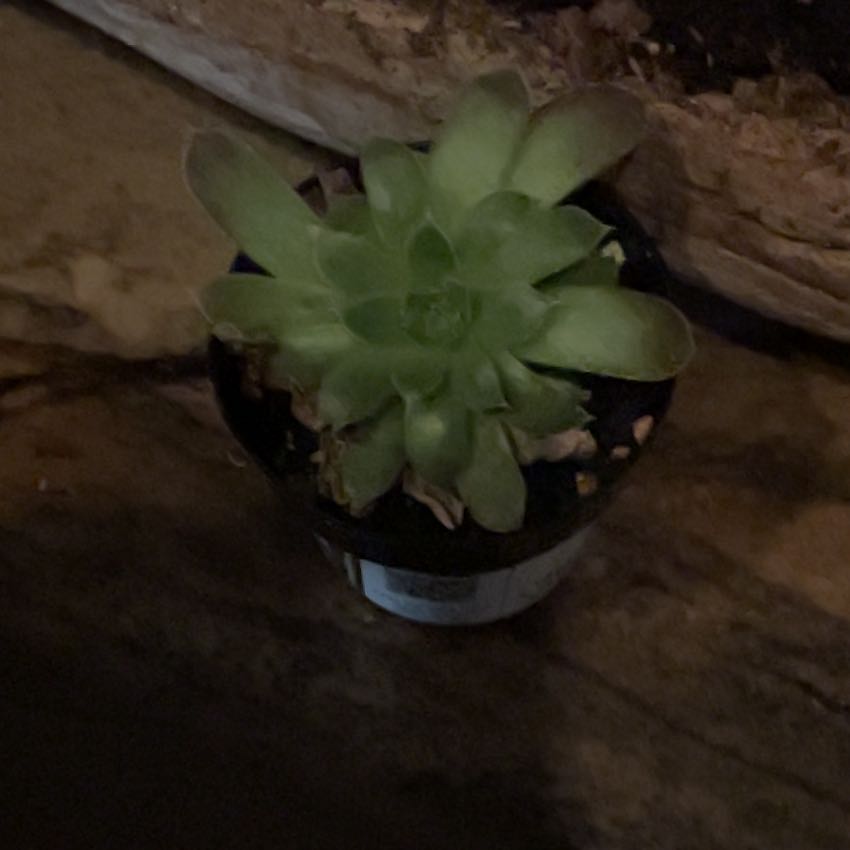 Photo of the plant species Hen and Chickens by @YeahAirpotato88 named Bruce Lee on Greg, the plant care app