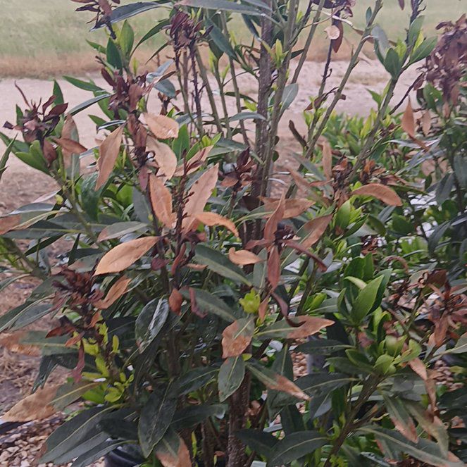 Photo of the plant species japanese blueberry by @PrimeVaccaria named Lavender on Greg, the plant care app