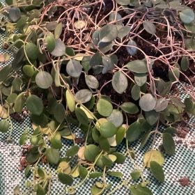 Photo of the plant species Sprawling Wirevine by @VitalSchneckoak named Plants on Greg, the plant care app