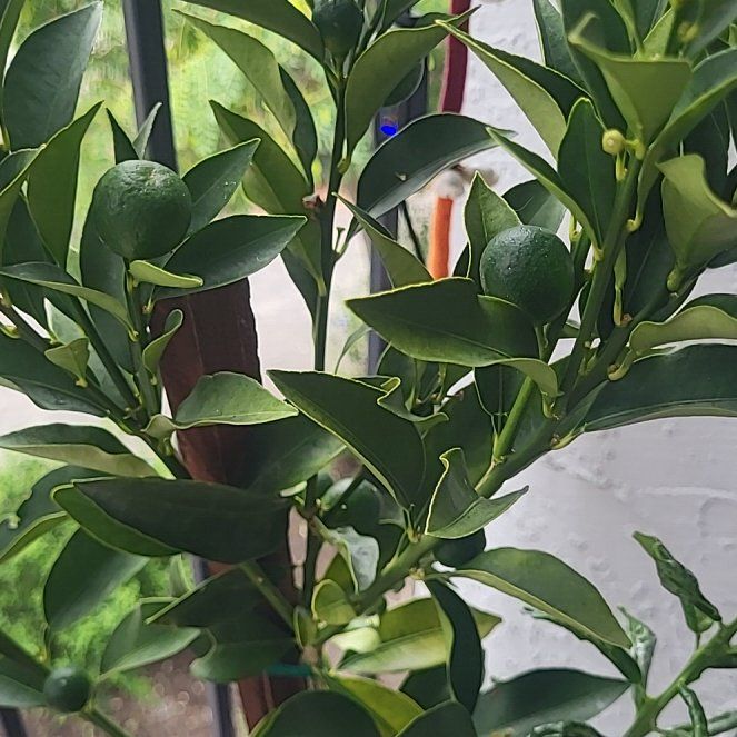 Photo of the plant species Meiwa Kumquat by @LikelyChisme named Diana on Greg, the plant care app