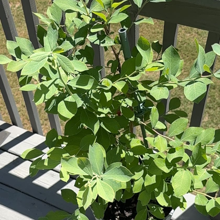 Photo of the plant species Blue Wild Indigo by @Rsunflower named Winston on Greg, the plant care app