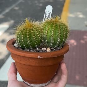 Photo of the plant species Parodia warasii by @UnhamperedAster named Andre on Greg, the plant care app
