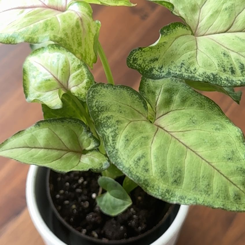 Photo of the plant species Syngonium 'Exotic Allusion' by @FineHilobeauty named Foxxy on Greg, the plant care app