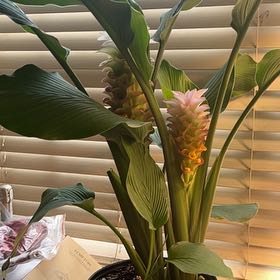 Photo of the plant species Orange Torch Ginger by @FitWoollyrose named Surya on Greg, the plant care app