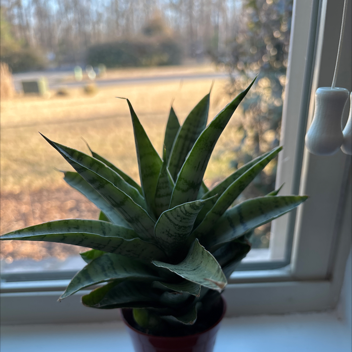 Photo of the plant species Tough Lady by @Leiara_Cott named Willow on Greg, the plant care app