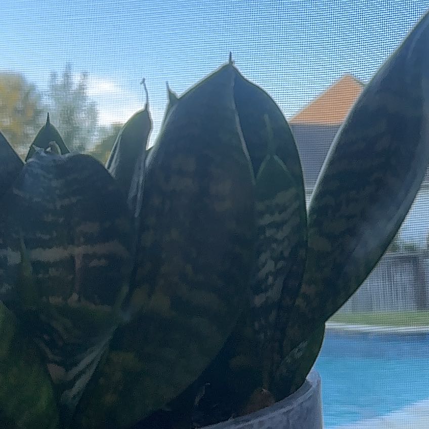 Photo of the plant species Snake Plant 'Hahnii Jade' by @LordChollawood named Sir Plancelot on Greg, the plant care app