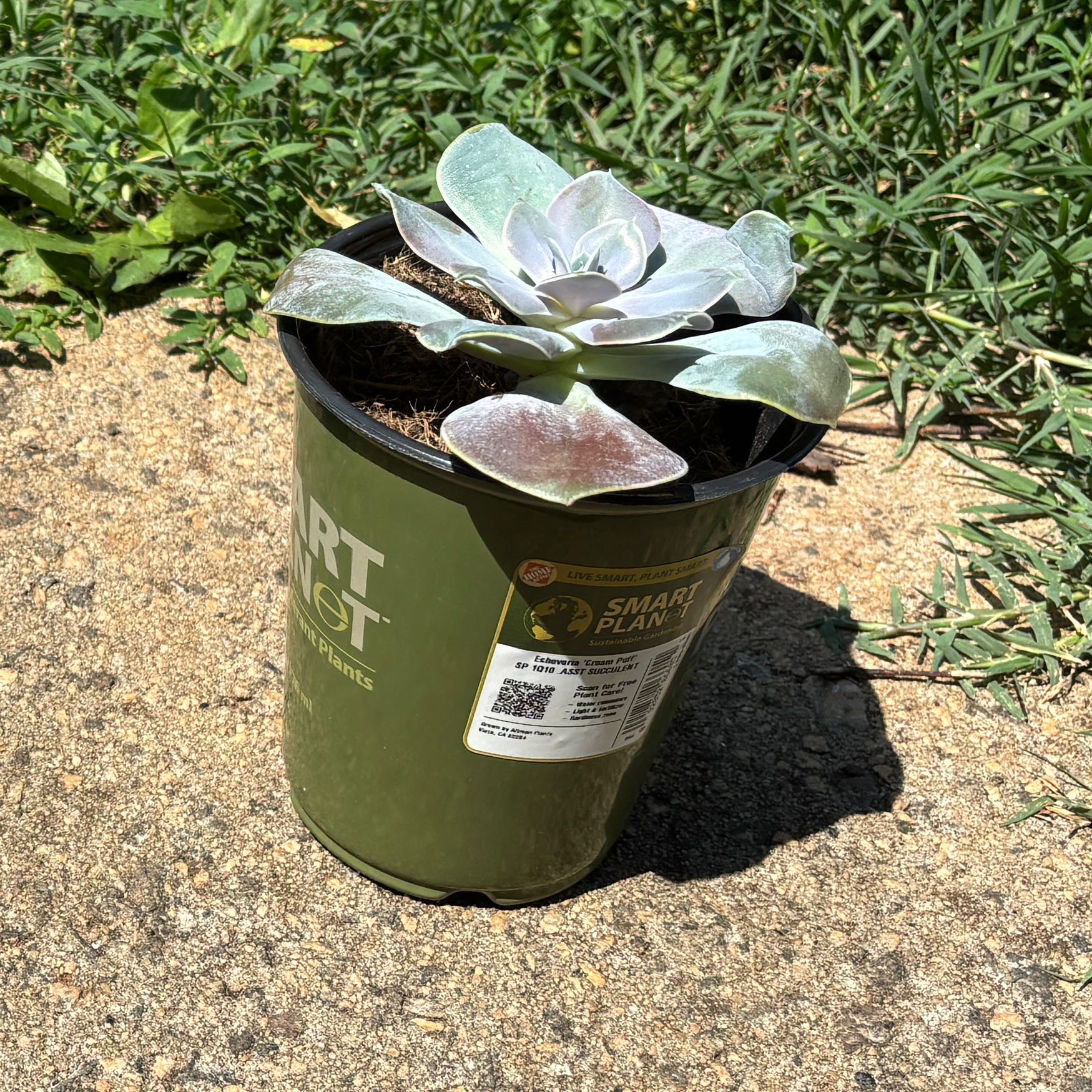 Photo of the plant species Echeveria 'Cream Puff' by @SwellRedmambo named LSP on Greg, the plant care app