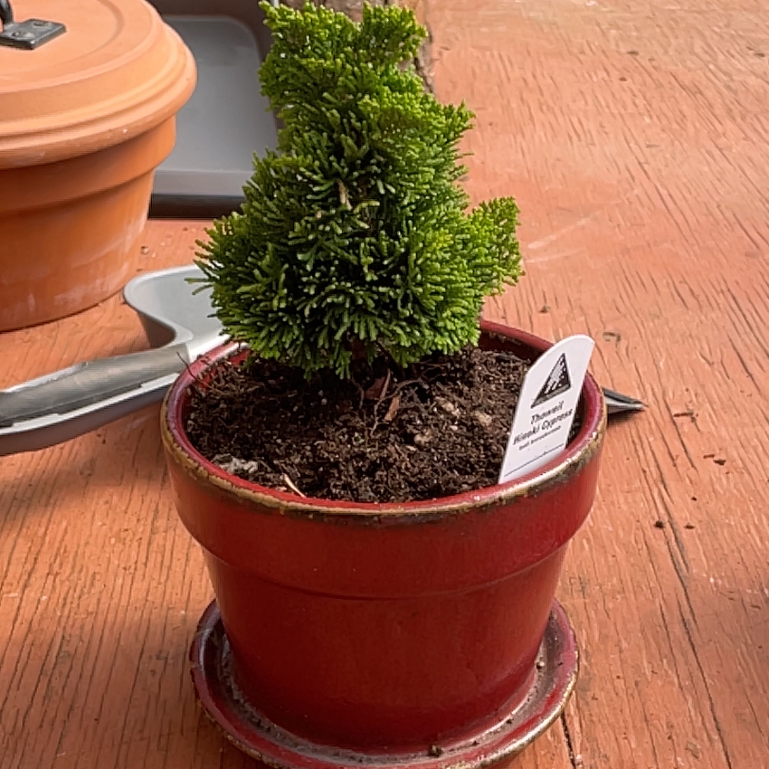 Photo of the plant species Dwarf Hinoki Cypress by @RichSatinwood named Rosa on Greg, the plant care app