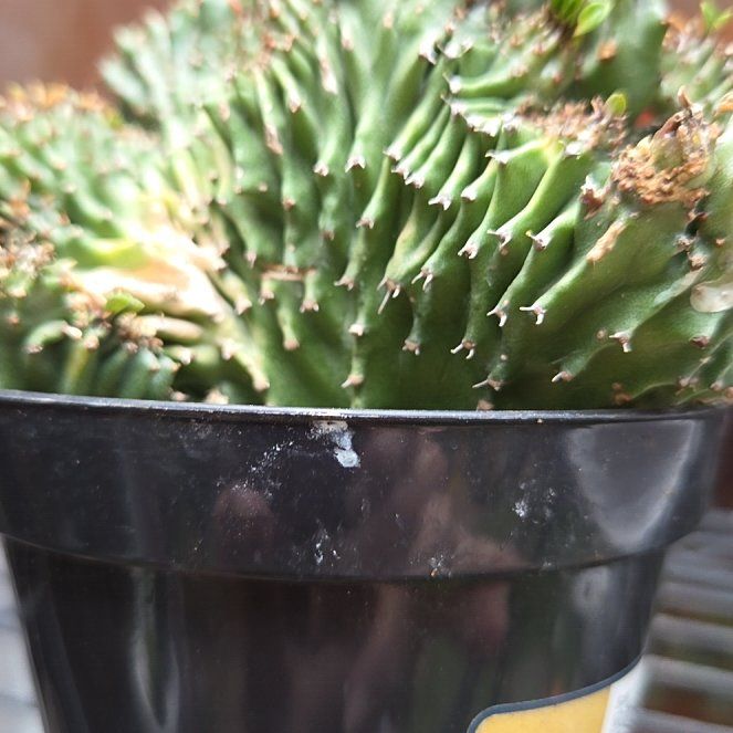 Photo of the plant species Tanzania Zipper Plant by @MightilyCactus named Euphorbia anoplia on Greg, the plant care app