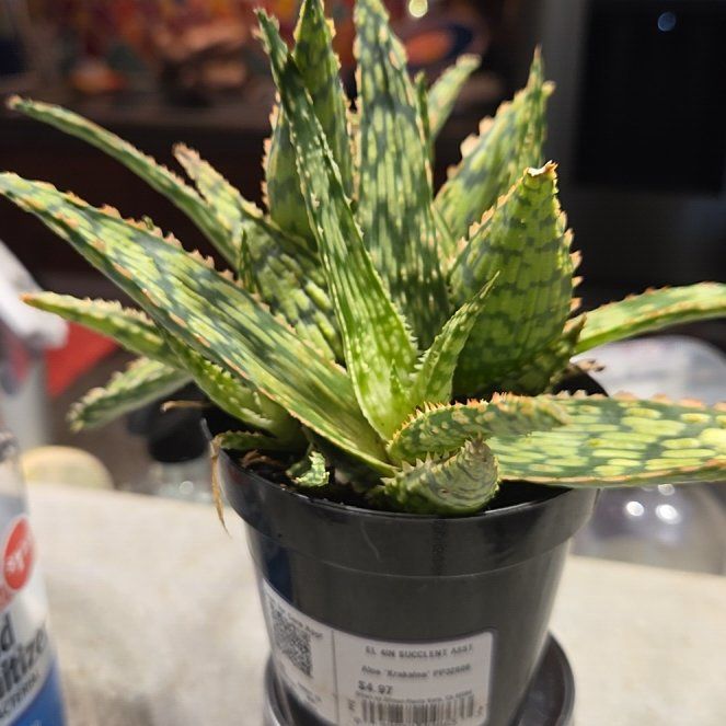 Photo of the plant species Agave Virginica by @MightilyCactus named Aloe krakatoa on Greg, the plant care app