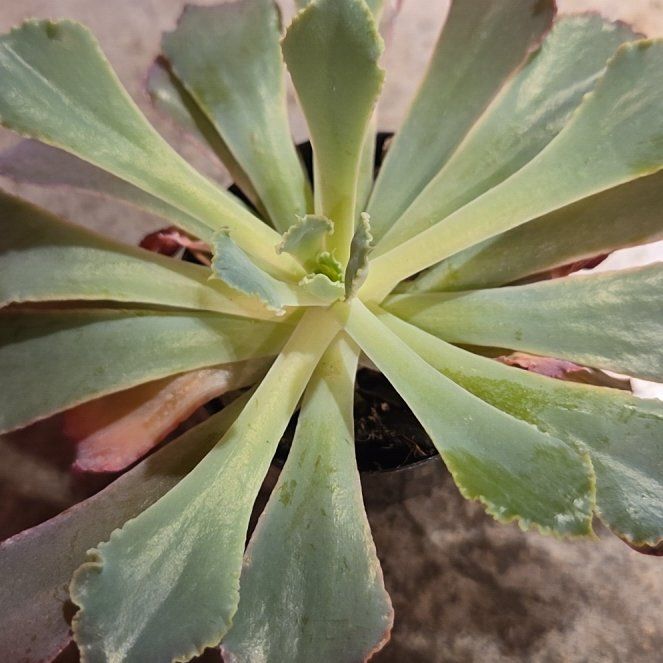 Photo of the plant species Succulent by @MightilyCactus named Echeveria neon breakers on Greg, the plant care app
