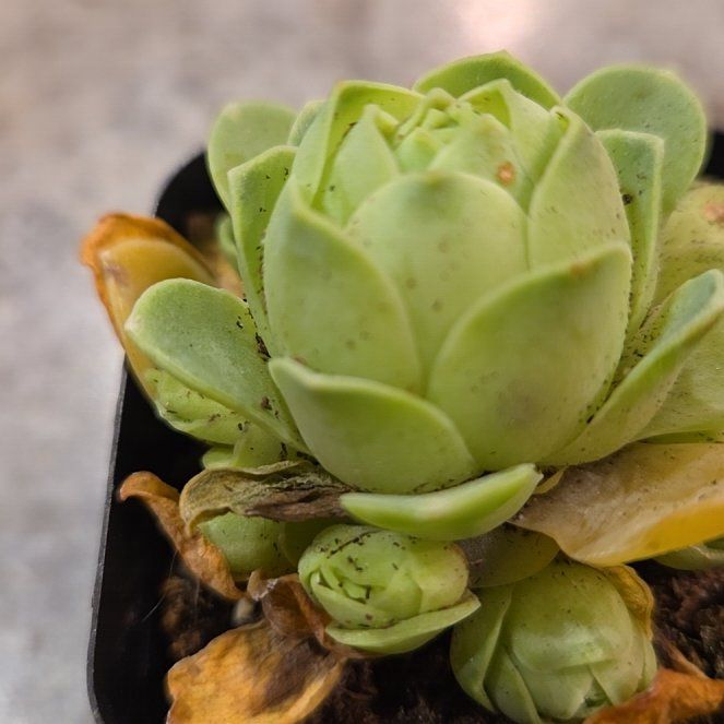 Photo of the plant species Mountain Roses by @MightilyCactus named Aeonium greenovia on Greg, the plant care app