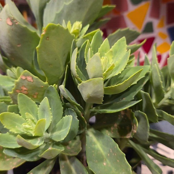Photo of the plant species Graptosedum 'Francesco Baldi' by @MightilyCactus named Sedum on Greg, the plant care app