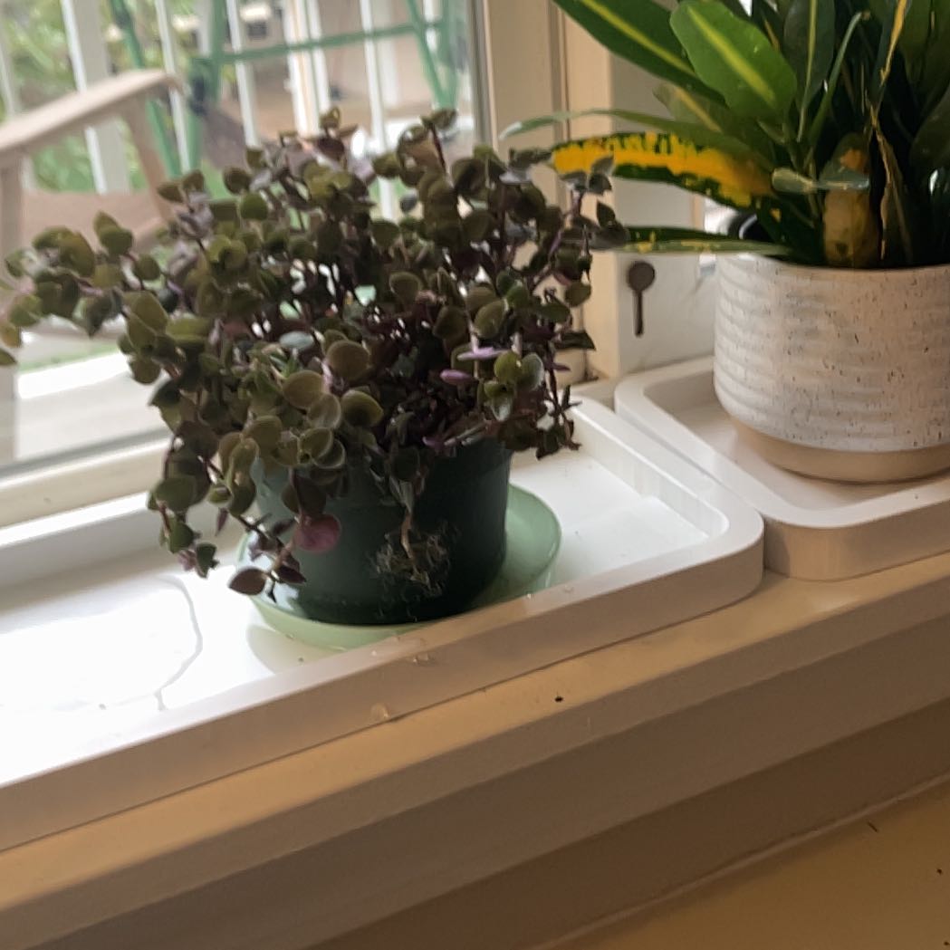 Photo of the plant species Turtle Vine by @BrawnyAloeyucca named Plant Sidney Crosby on Greg, the plant care app