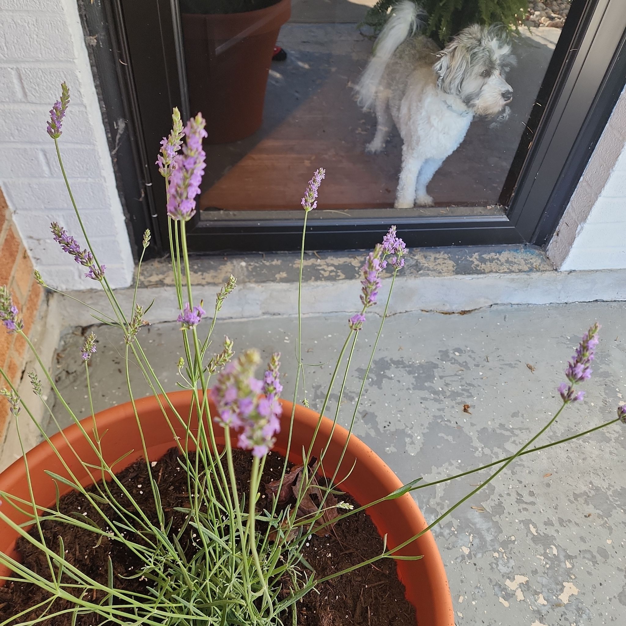 Photo of the plant species Lavender 'Phenomenal' by @2thasst2023 named Purple Lavender Rain on Greg, the plant care app