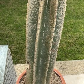 Photo of the plant species Lady of the Night Cactus by @FinestGasplant named Bigleef Smalls on Greg, the plant care app