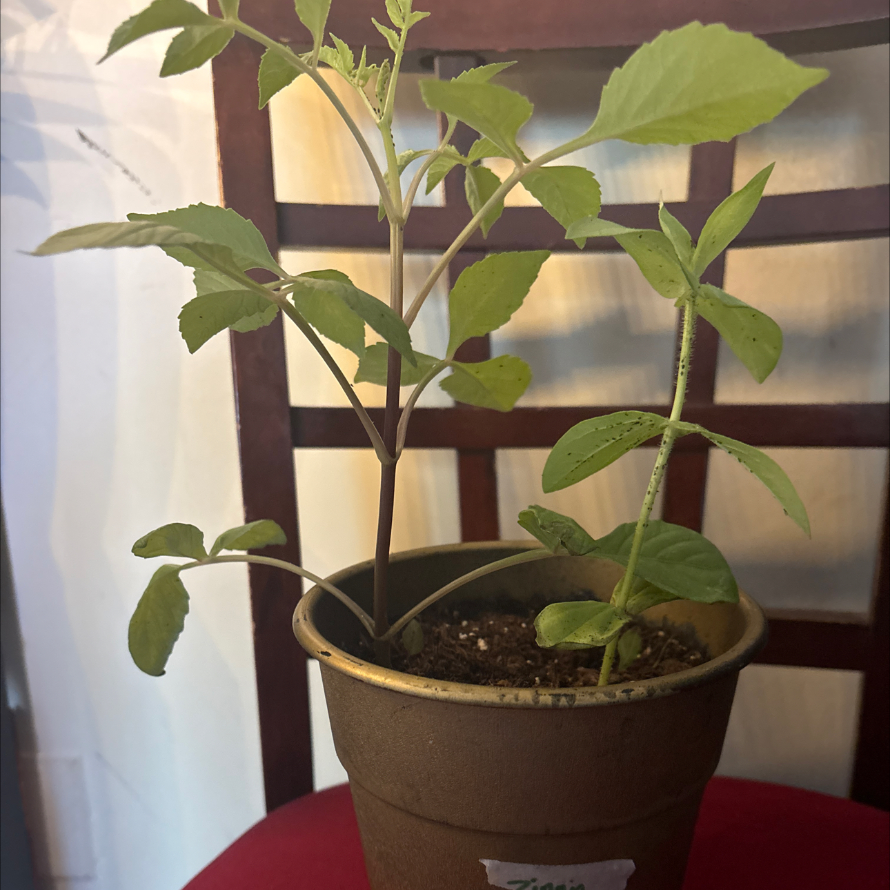 Photo of the plant species Zinnias by @SelflessLovage named Diana on Greg, the plant care app