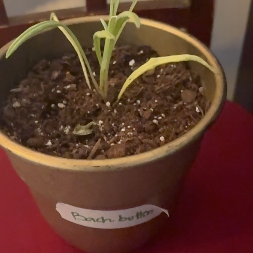 Photo of the plant species Bachelor's Buttons by @SelflessLovage named Harry on Greg, the plant care app
