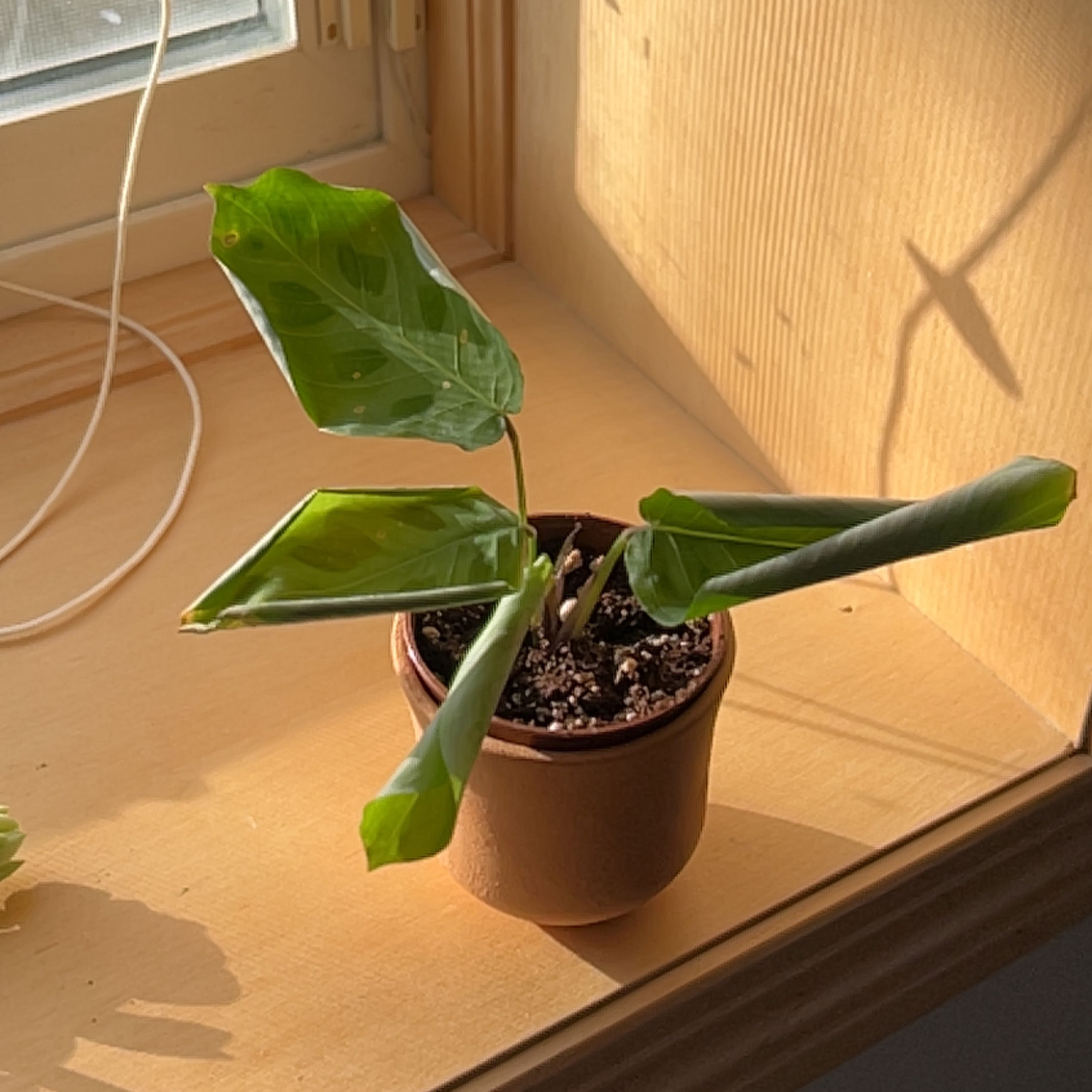 Potted Prayer Plant on a windowsill with partially folded leaves.
