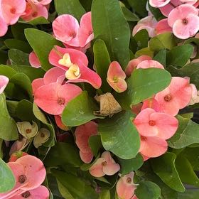 Photo of the plant species Euphorbia millotii by @GoodyToropapa named Euphorbia on Greg, the plant care app