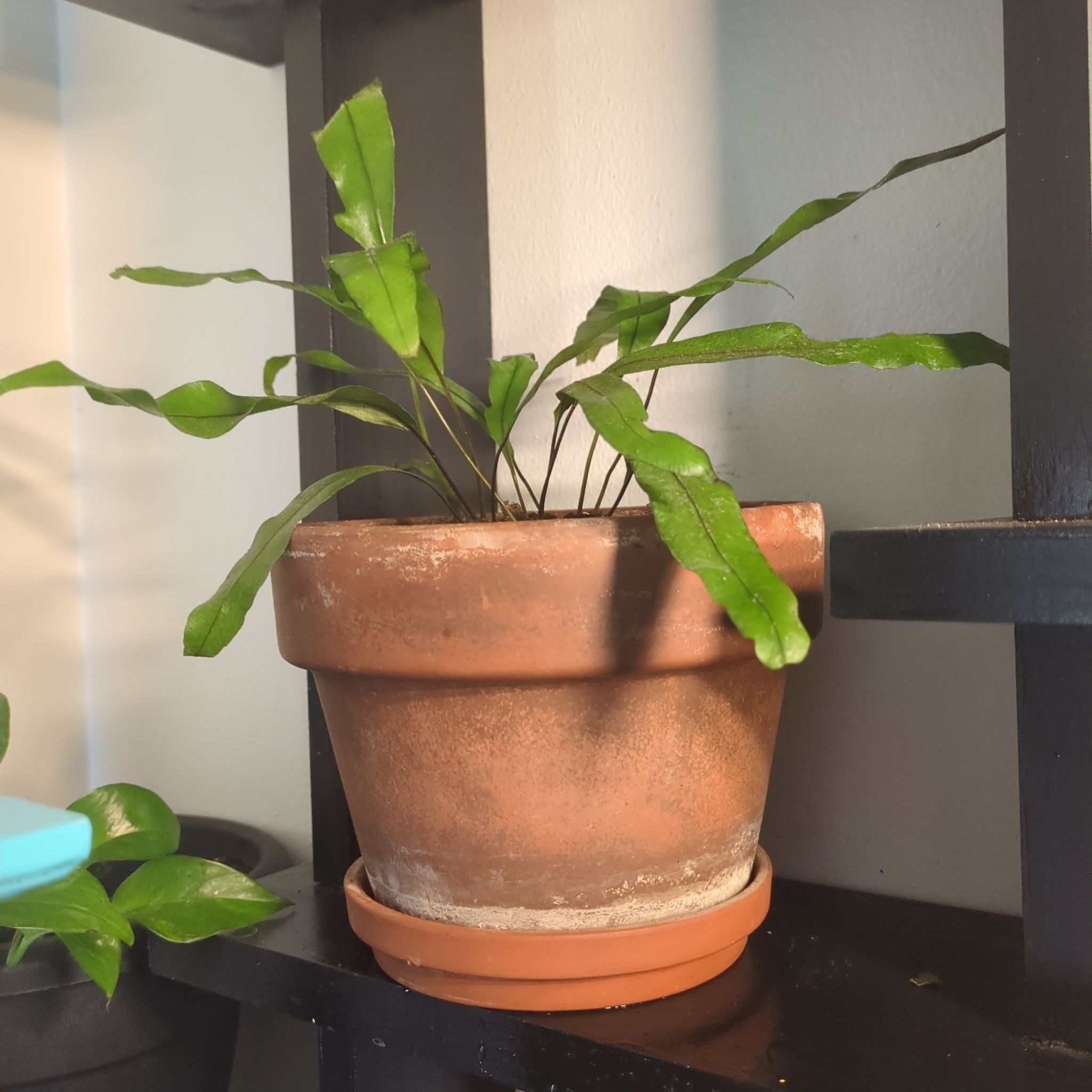 Photo of the plant species Kangaroo Paw Fern by @NurseDamascisa named Oscar on Greg, the plant care app