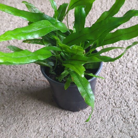 Photo of the plant species Kangaroo Paw Fern by @NurseDamascisa named Oscar on Greg, the plant care app