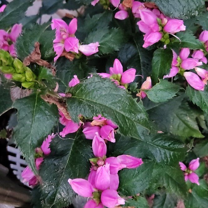 Photo of the plant species Pink Turtlehead by @ZappyChastetree named Aristotle on Greg, the plant care app
