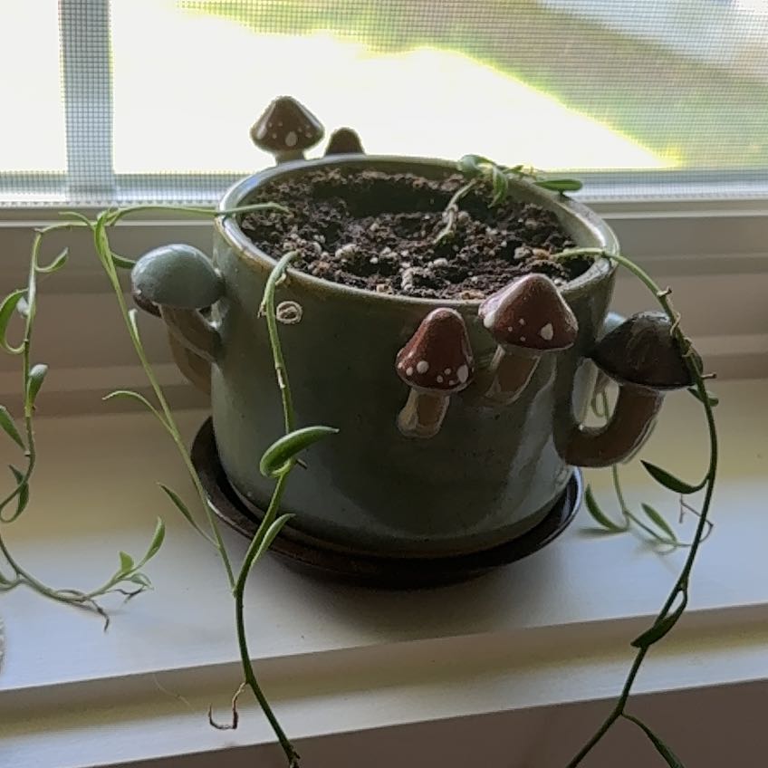Photo of the plant species String Of Bananas by @BrainyChojubai named Nithin on Greg, the plant care app