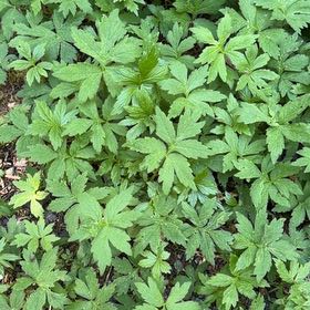 Photo of the plant species Japanese Hop by @UpcomingMendoza named Clooney on Greg, the plant care app