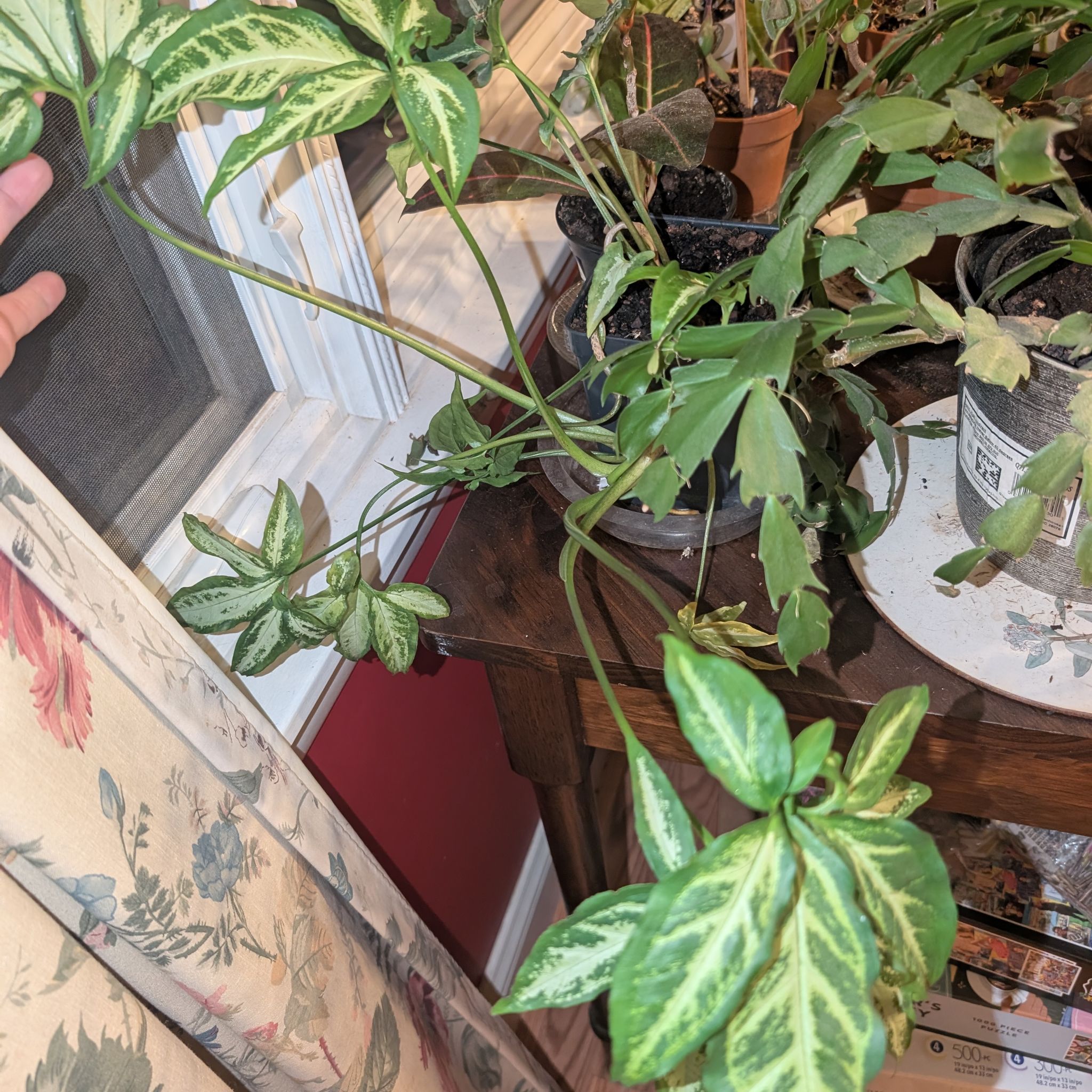 Photo of the plant species little star syngonuim by @TopGreenephedra named Spike on Greg, the plant care app