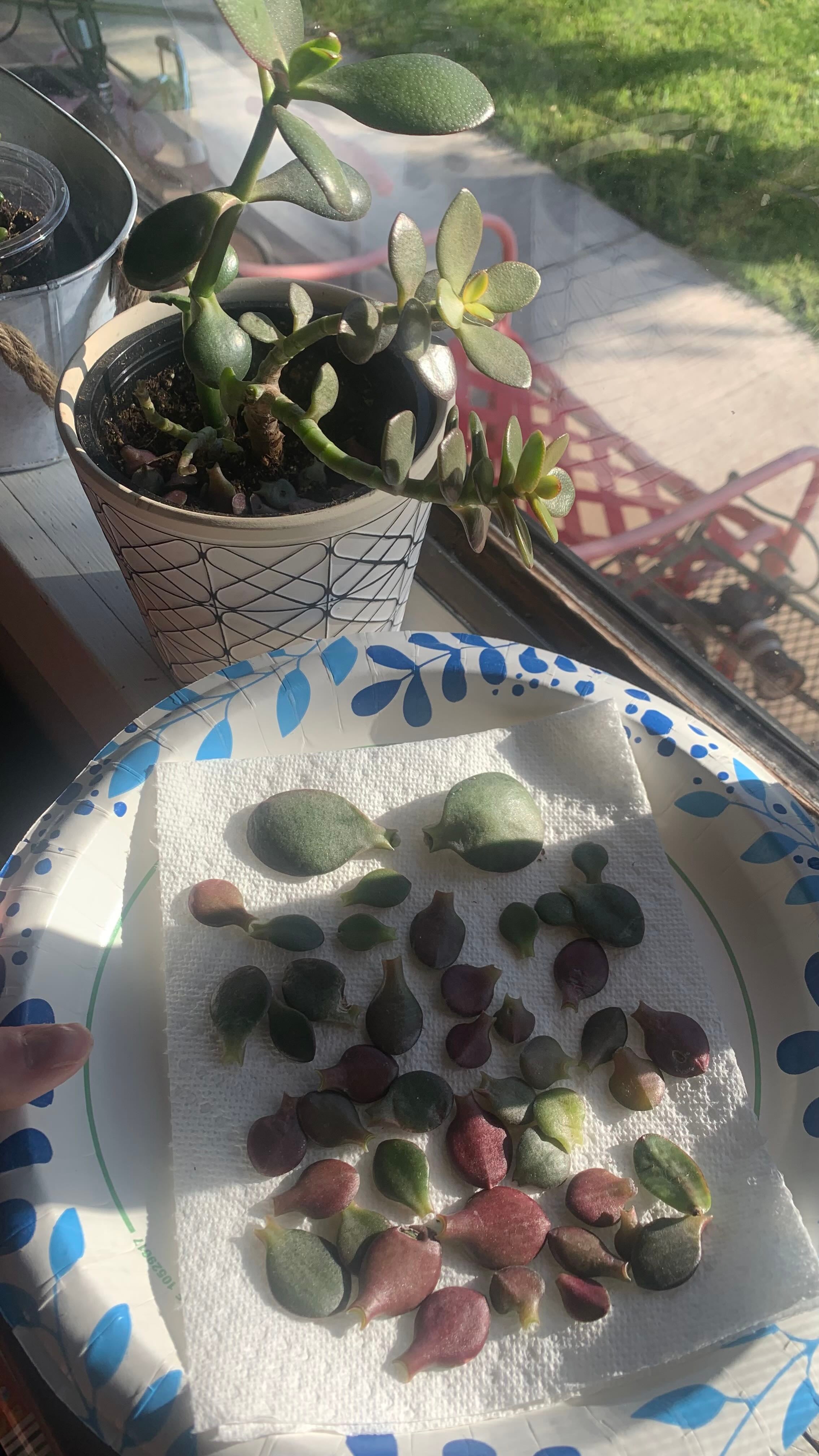 Crassula 'Blue Bird' Plant Care Water, Light, Nutrients Greg App 🌱