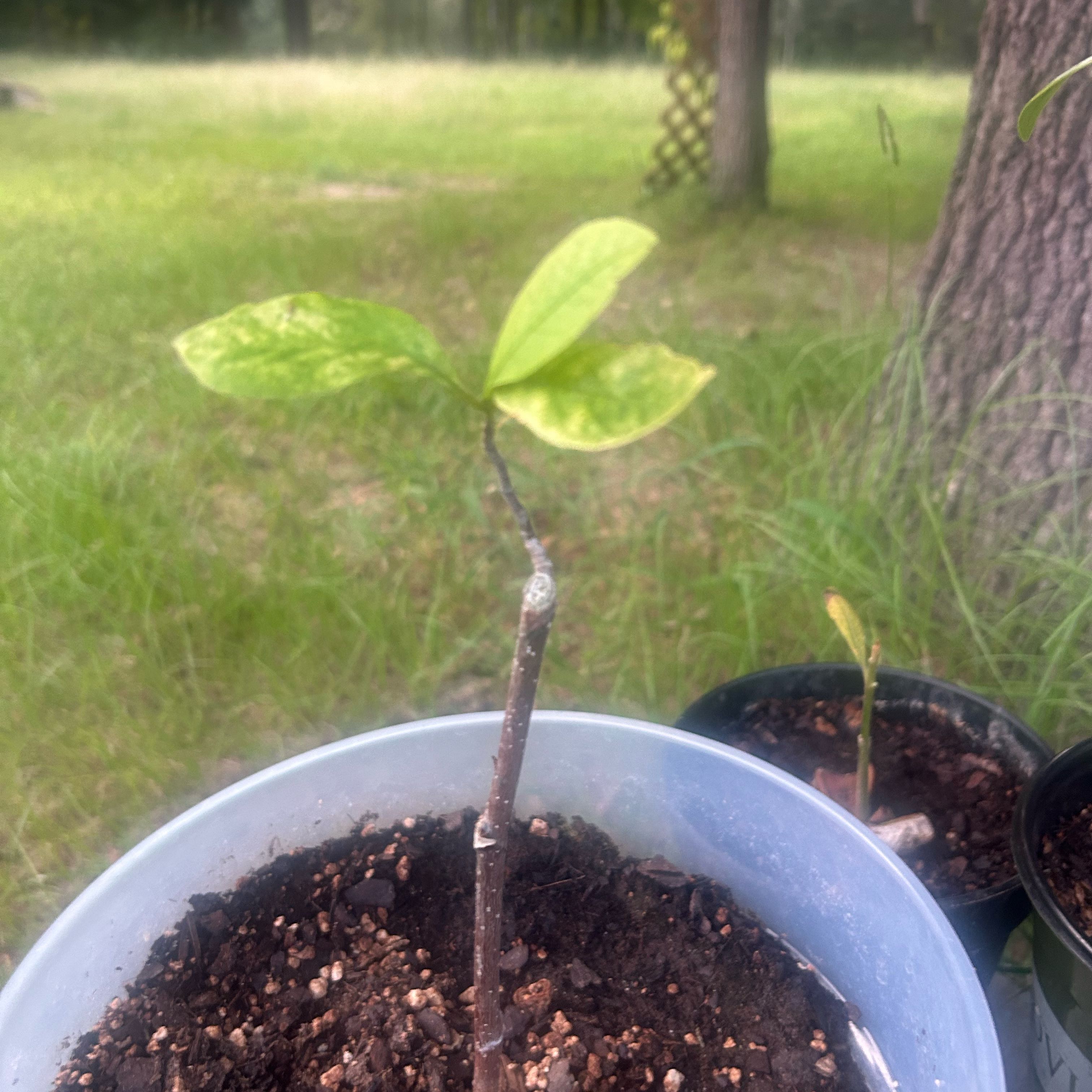 Plant care for Fraser Magnolia on Greg, the plant care app