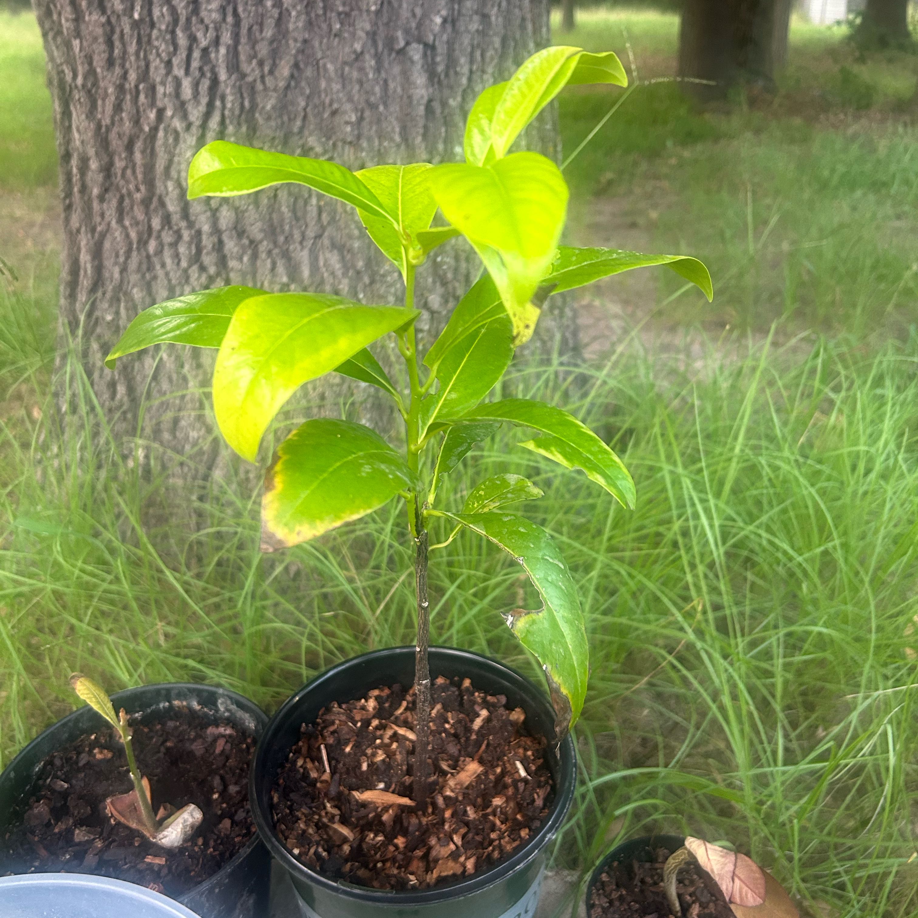Photo of the plant species Black Sapote by @Kocure named Drake on Greg, the plant care app