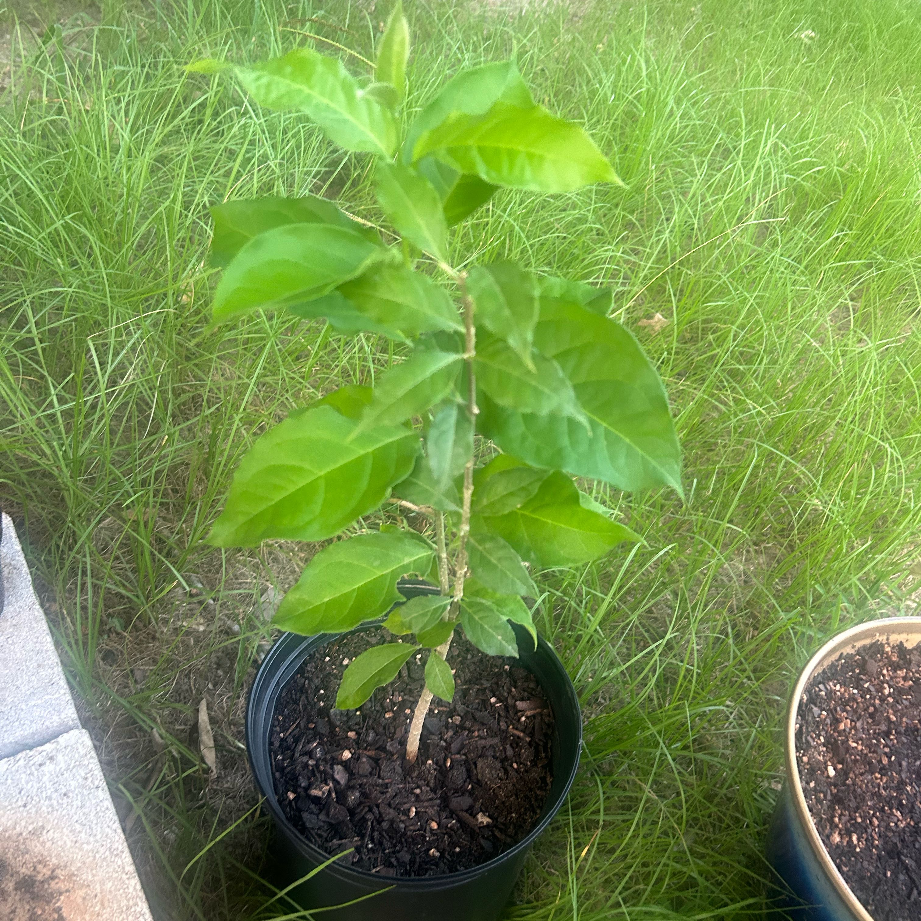 Photo of the plant species Peanut butter fruit tree by @Kocure named Leaf Erickson on Greg, the plant care app