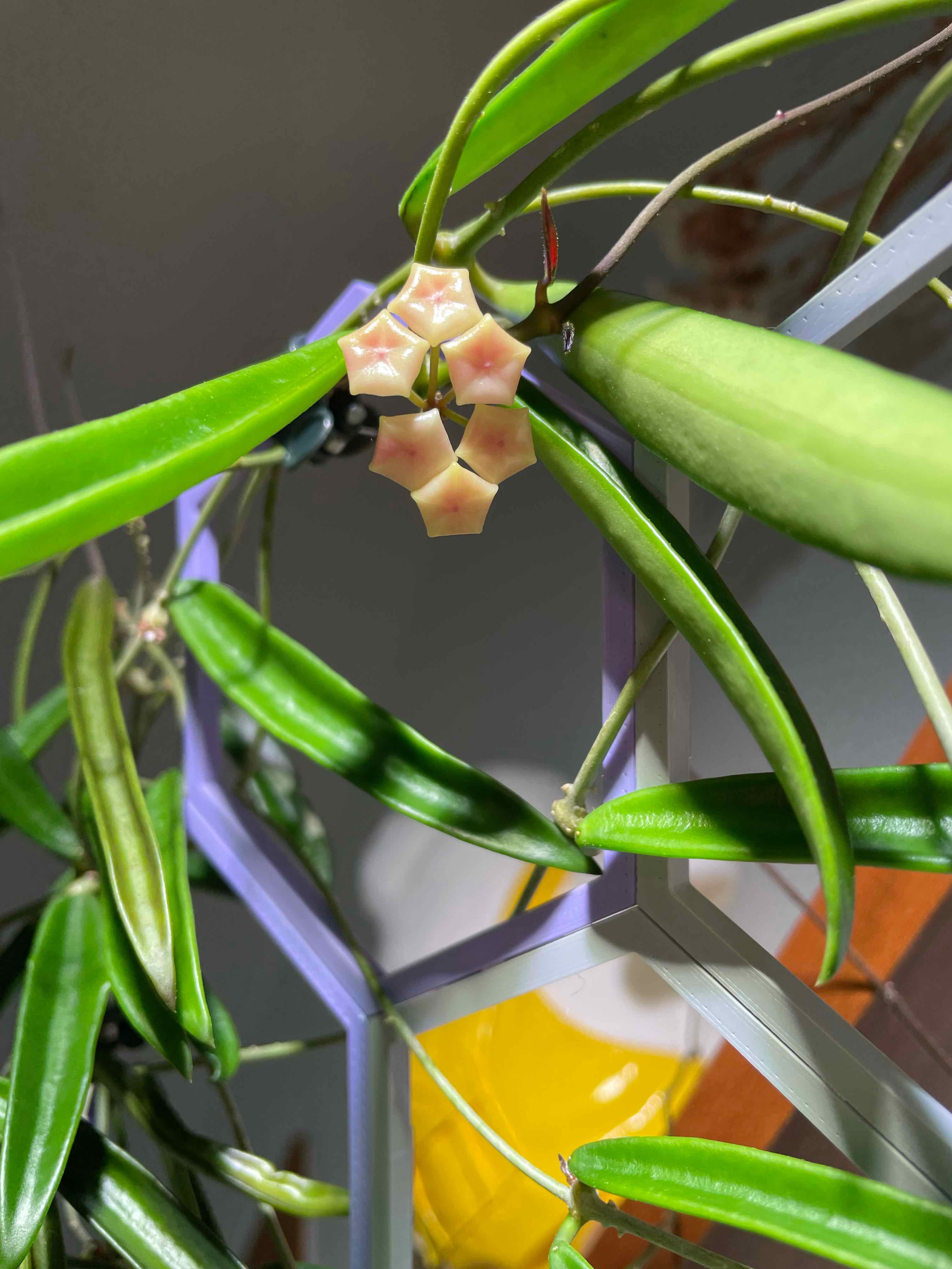 Hoya shepherdii plant with elongated leaves and small star-shaped flowers.