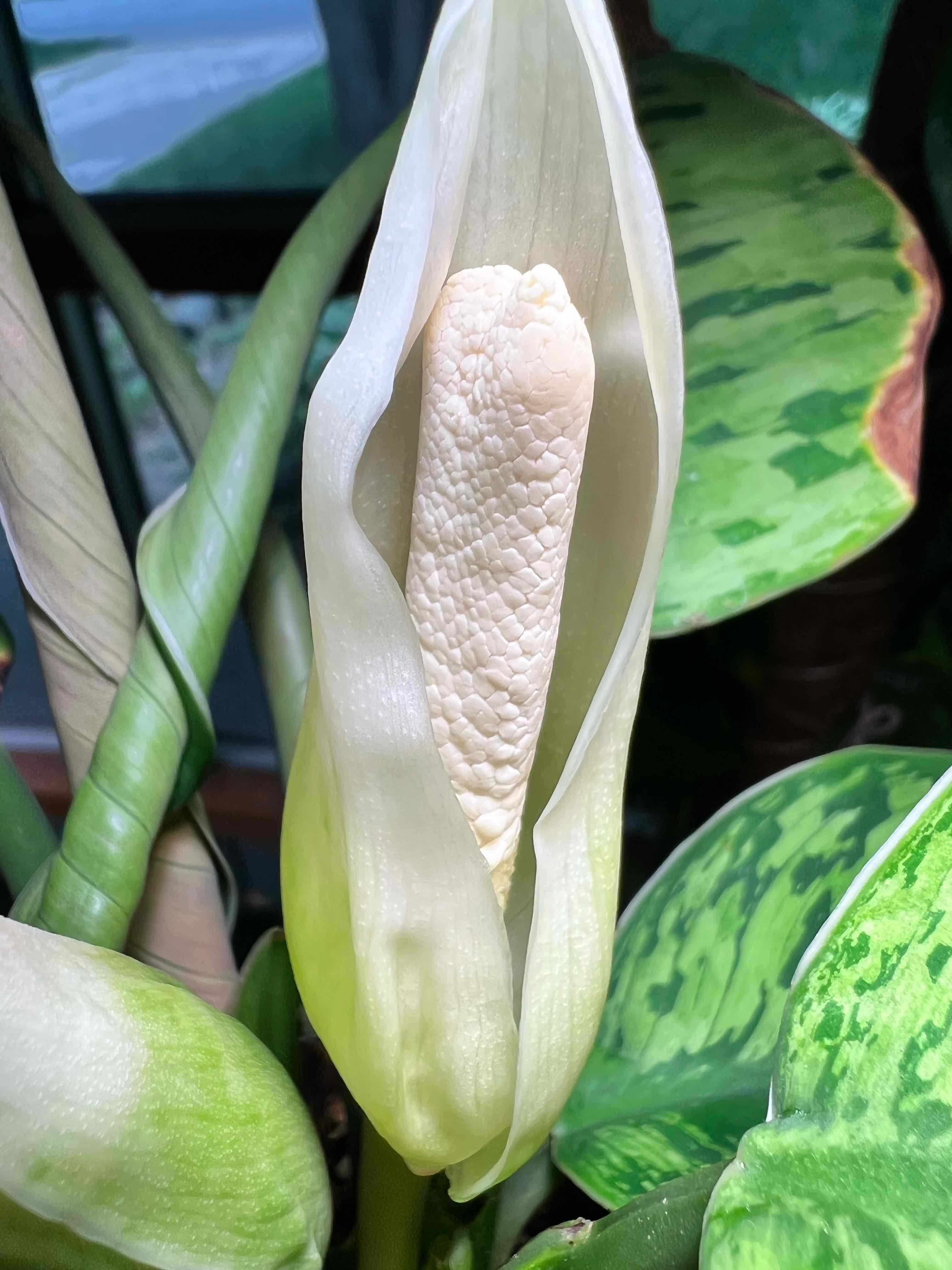 Homalomena 'Selby' plant with a prominent spadix and spathe, healthy leaves.